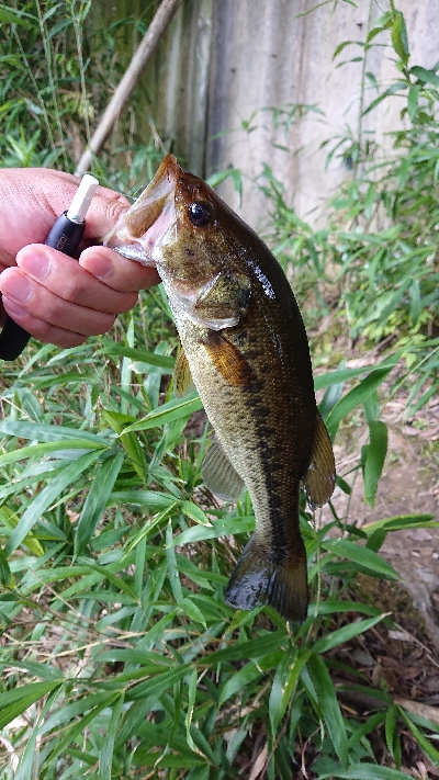 スピニングゲーム