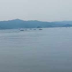 剣、紋、蛸、頭