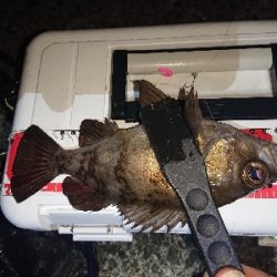 大雨後のアジング