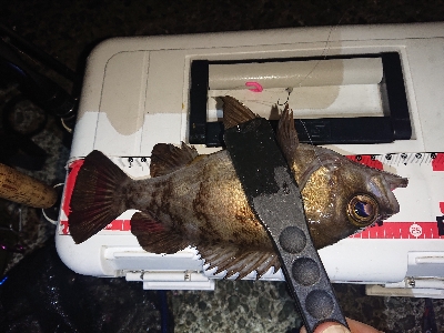 大雨後のアジング