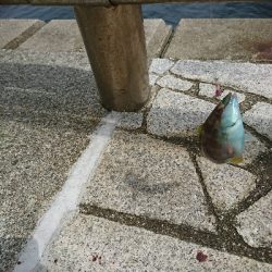 ちょい投げリリース5種盛り合わせ(;´д｀)