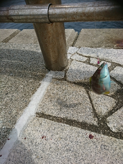 ちょい投げリリース5種盛り合わせ(;´д｀)