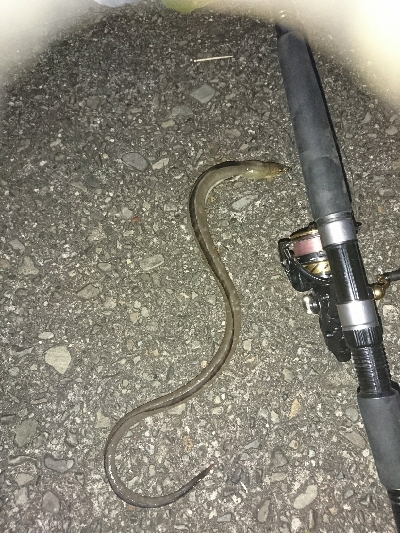 黒髭軍団会長のコサバでこんなん釣れましてん…