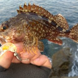 沖磯メバリング&エギング