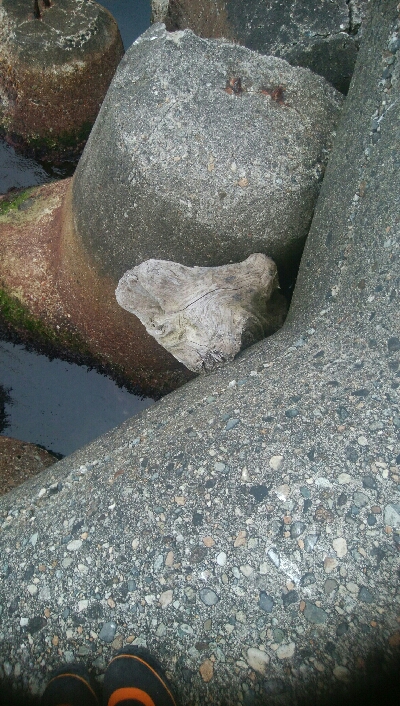 ヒラメ狙いで、キジハタ5匹！