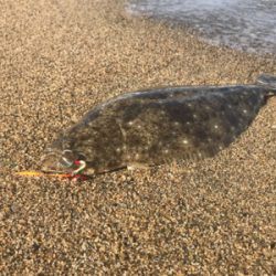 日本海ヒラメシーズン開幕!サーフで4枚キャッチ!