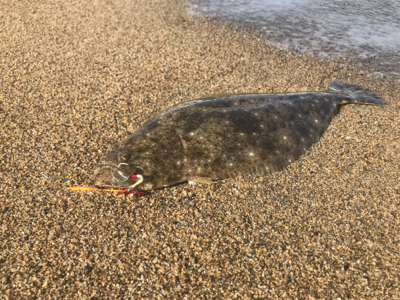 日本海ヒラメシーズン開幕!サーフで4枚キャッチ!