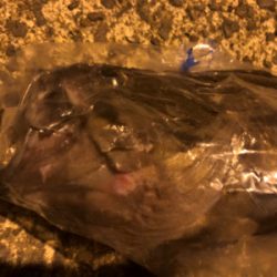 クロソイ　！！