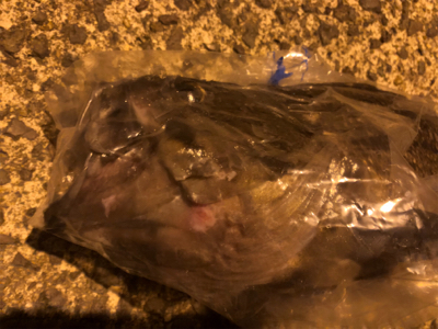 クロソイ　！！