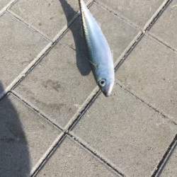 ウルトラライトショアジギング。。。