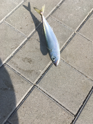 ウルトラライトショアジギング。。。