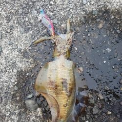 アオリイカ三杯