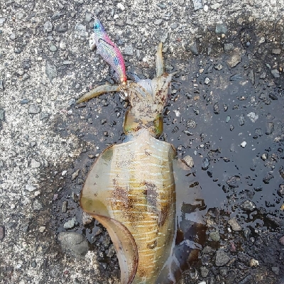 アオリイカ三杯