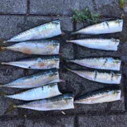 豆サバすらも。。。ULSJで何とか(涙)