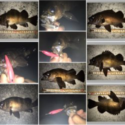 2020ライトゲーム第16戦