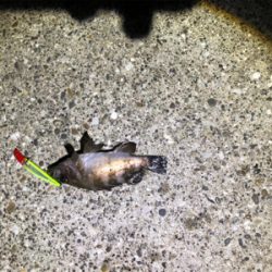 メバリング？シーバス？