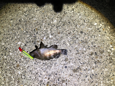 メバリング？シーバス？