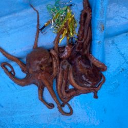 ステイゴールド　タコ　　