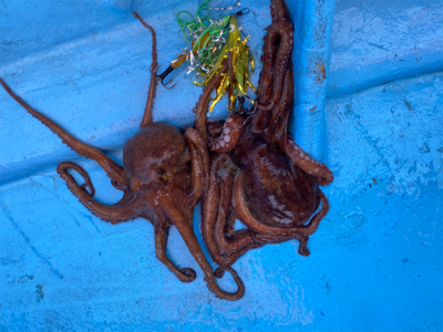 ステイゴールド　タコ　　