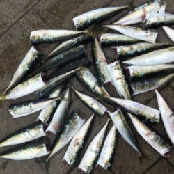 もはや逆にサバング堪能♪