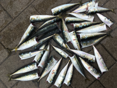 もはや逆にサバング堪能♪