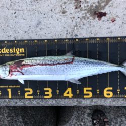 サワラ?サゴシ?今日は月曜日?