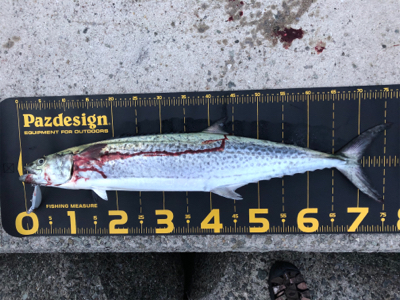 サワラ?サゴシ?今日は月曜日?