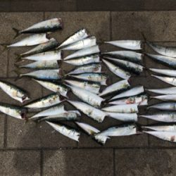 小サバに成長しつつ、タコはそろそろ♪