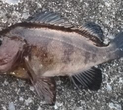 メバリング1840〜1925