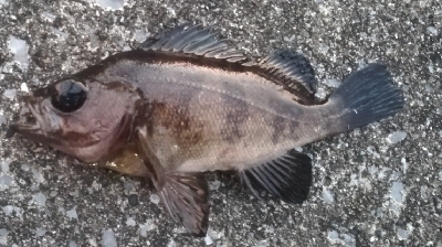 メバリング1840〜1925