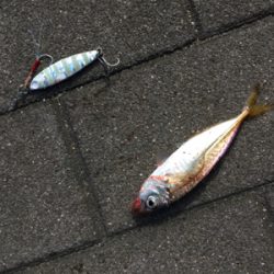 豆サバは小サバへ成長