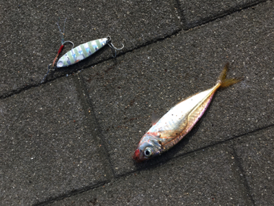 豆サバは小サバへ成長