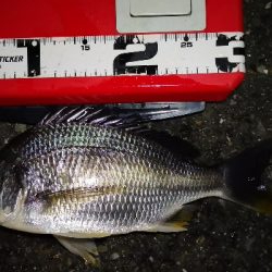 アジング練習 150