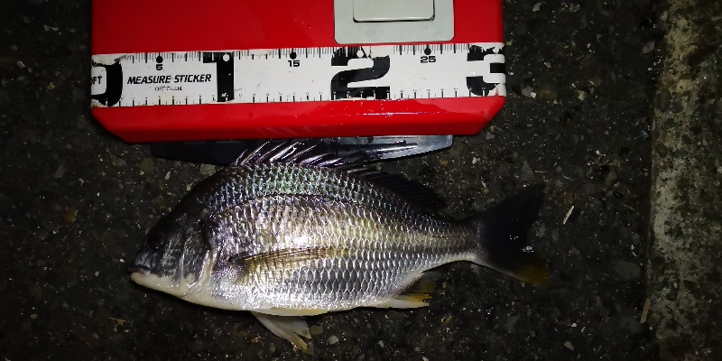 アジング練習 150