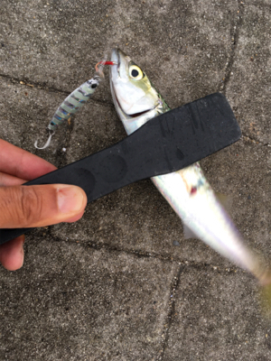 育ち盛りの小サバ∞タコも成長♪