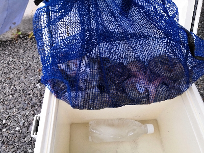 雨上がりのタコ