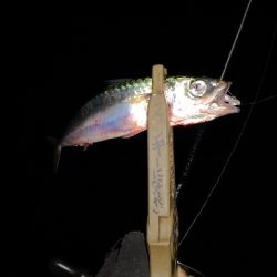 アジング練習 151