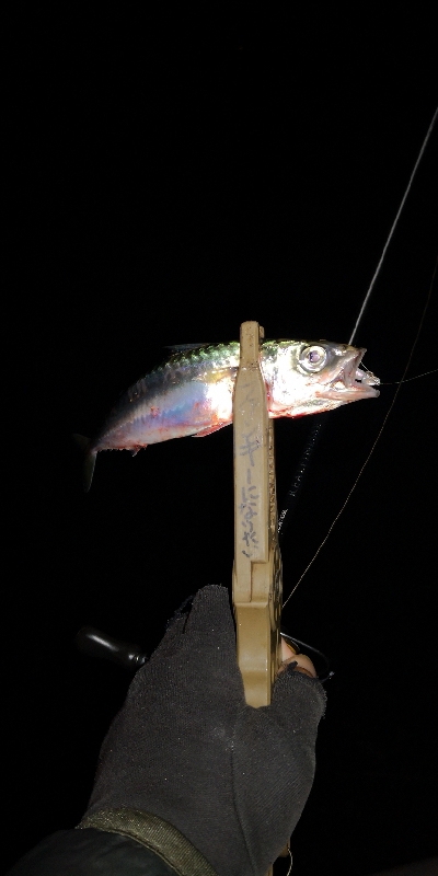 アジング練習 151