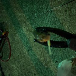 サバゲー&アジング