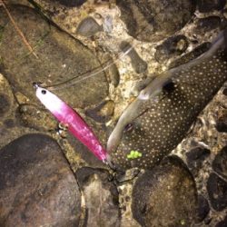 プラグなんでも釣れますね