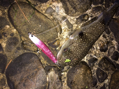 プラグなんでも釣れますね