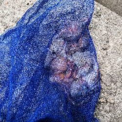 活性低めでした