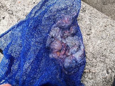 活性低めでした