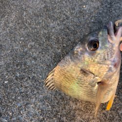 今朝はチヌの活性が高い