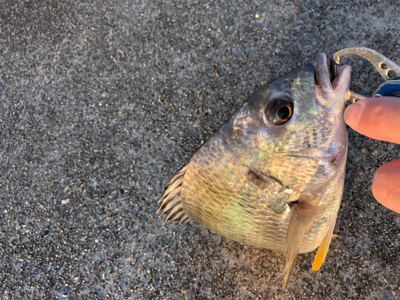 今朝はチヌの活性が高い