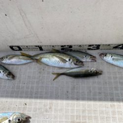 マイボートでサビキ＆キス釣り