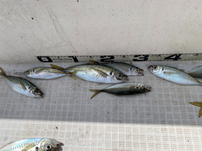 マイボートでサビキ＆キス釣り