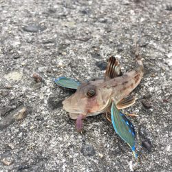 久々のキス釣り