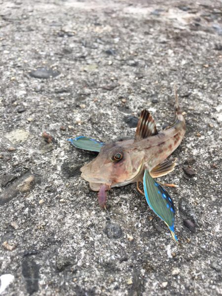 久々のキス釣り