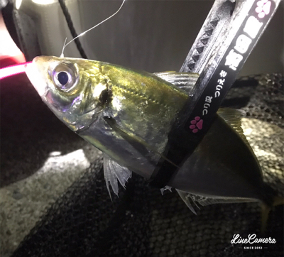 フロートメバリング